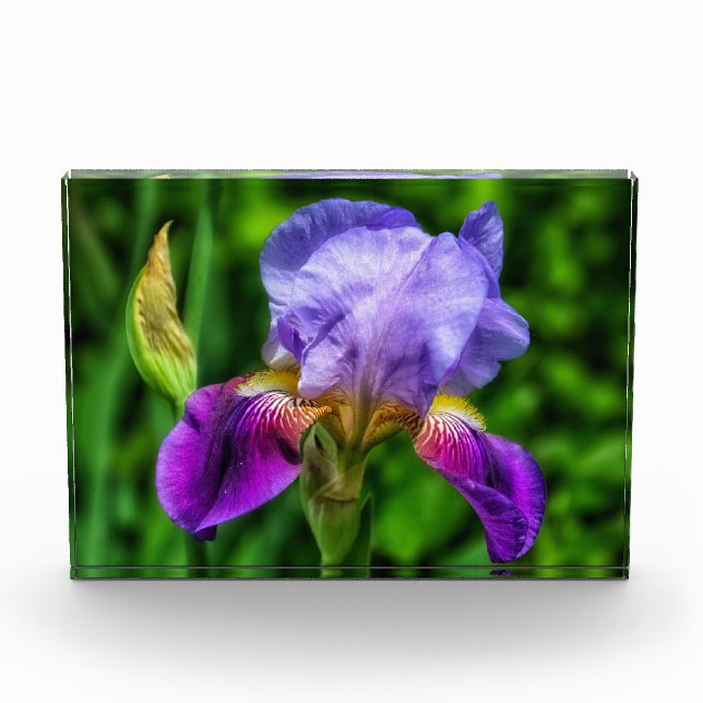 Bloc Photo Splendide Fleur Iris (Devant)