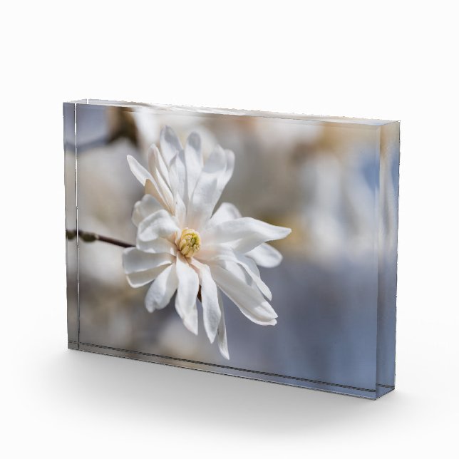 Bloc Photo Star Magnolia Bloom (Droite)