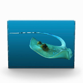 Bloc Photo Stingray in motion! Gradient blue background | 