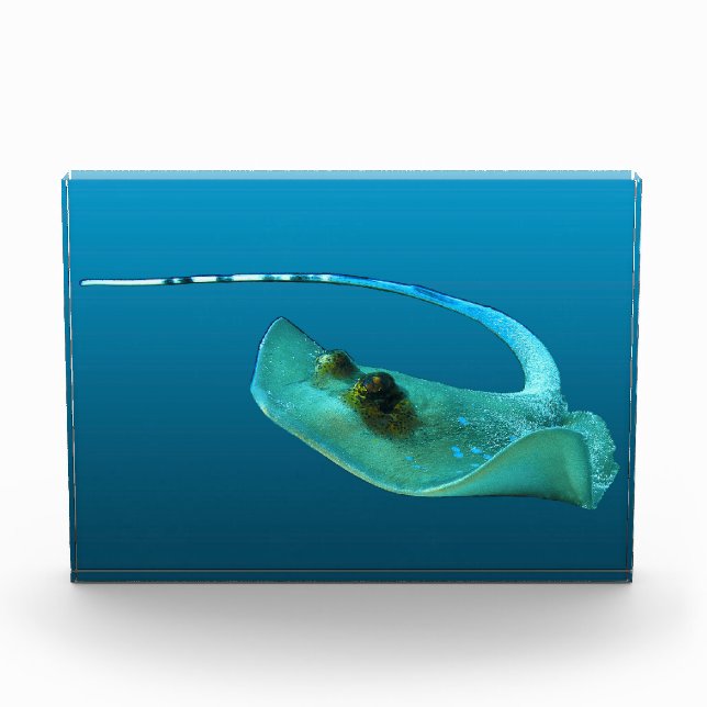 Bloc Photo Stingray in motion! Gradient blue background |  (Devant)