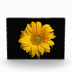Bloc Photo Sunflower pbcna