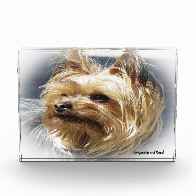Bloc Photo Tchiot terrier de Yorkshire. (Devant)