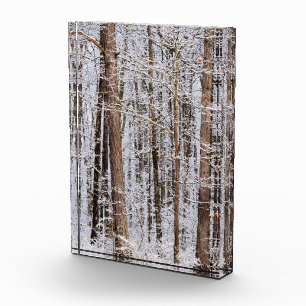 Bloc Photo Tempête glaciaire d'hiver dans la forêt
