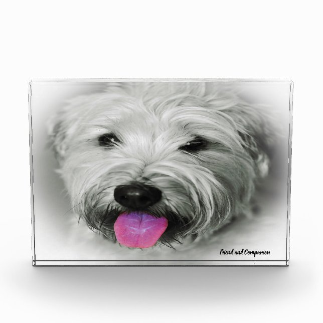 Bloc Photo Tenter Wheaten Chien. (Devant)