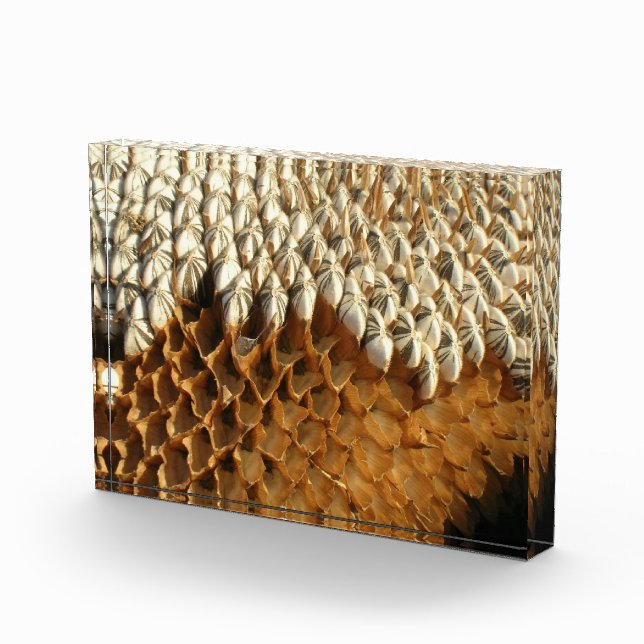 Bloc photo - Tête de tournesol séchée (Droite)