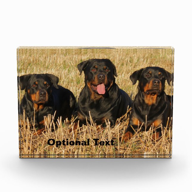 Bloc Photo Trois chiens Rottweiler - Pack de Rotties (Devant)