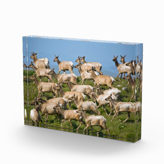 Bloc Photo Tule Elk| Point Reyes National Seashore, CA (Droite)