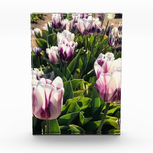 Bloc Photo Tulipes à rayures blanches et violettes (Devant)