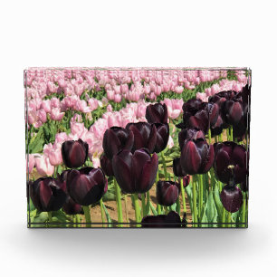 Bloc Photo Tulipes violettes foncées et roses