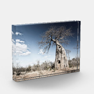 Bloc Photo Un baobab dans le parc national de Mana Pools Phot