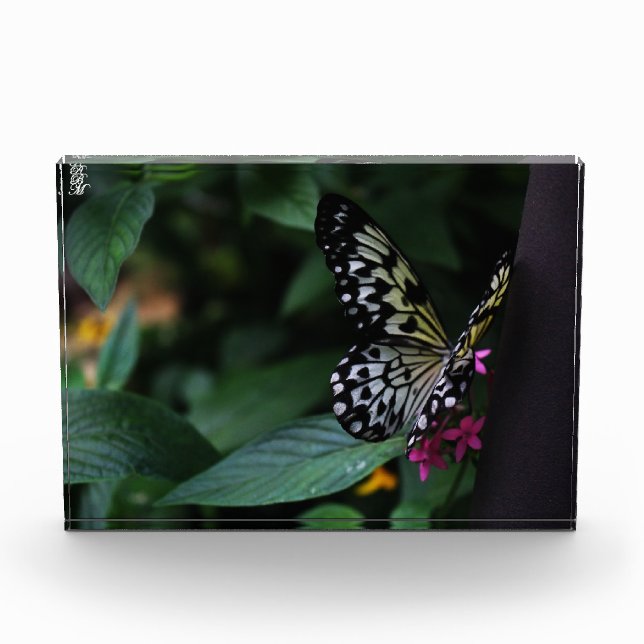 Bloc Photo Un papillon jaune sur des fleurs roses (Devant)