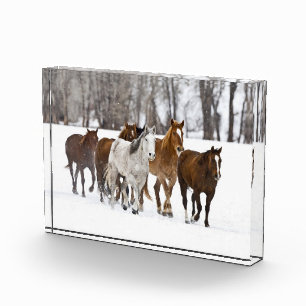 Bloc Photo Un paysage hivernal de chevaux au galop