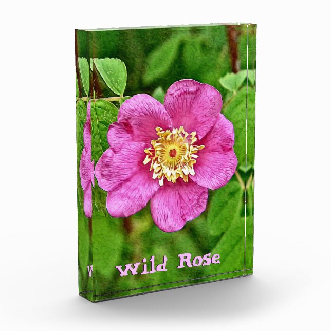 Bloc Photo Un Rose sauvage (Gauche)