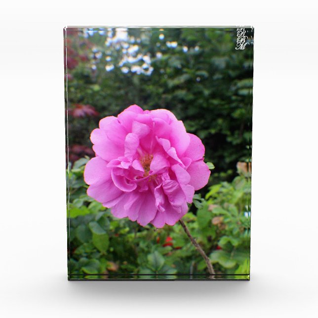 Bloc Photo Une seule fleur rose (Devant)