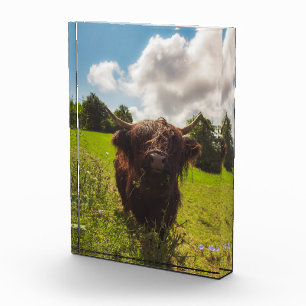 Bloc Photo Vache noire pâturage vert champ soleil