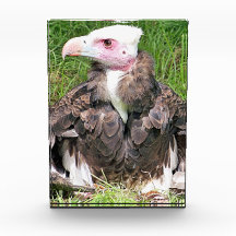 VULTURE