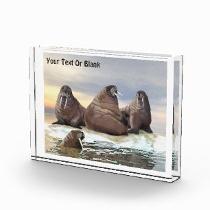 Bloc Photo Walrus - Quatre frères