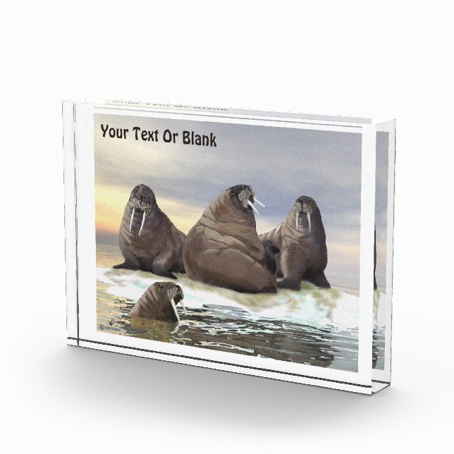 Bloc Photo Walrus - Quatre frères (Droite)