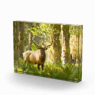 Bloc Photo Wapiti de Roosevelt   Parc national Olympique, Was