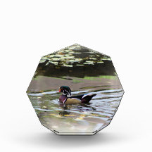 Bloc photo Wild Duck