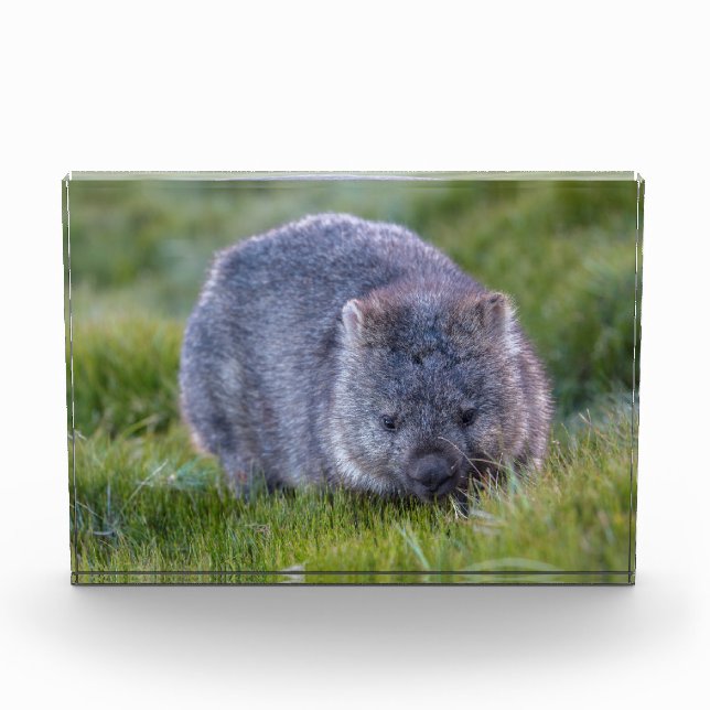Bloc Photo Wombat, Tasmanie, Australie (Devant)