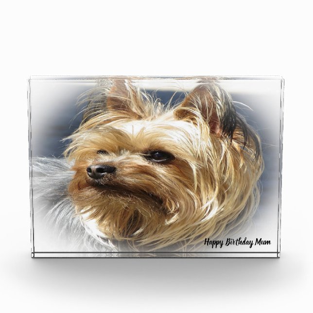 Bloc Photo Yorkshire Terrier Dog. (Devant)