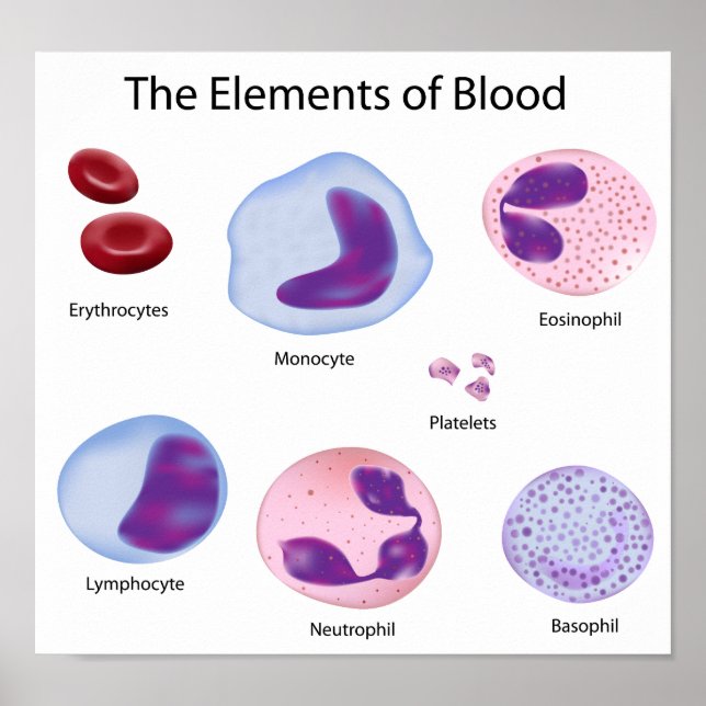 Blood cells Poster (Devant)