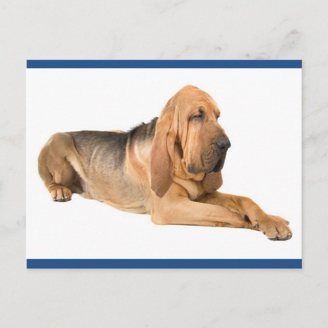 Bloodhound Chien Chien Salutation Carte postale (Devant)