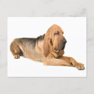 Bloodhound Chien Chien Salutation Carte postale
