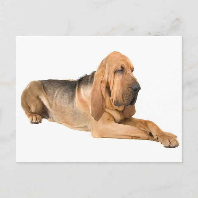 Bloodhound Chien Chien Salutation Carte postale (Devant)