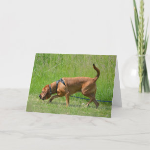 Bloodhound Tracking Chien Photographie Carte de vo