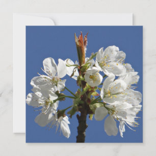 Bloom du printemps blanc