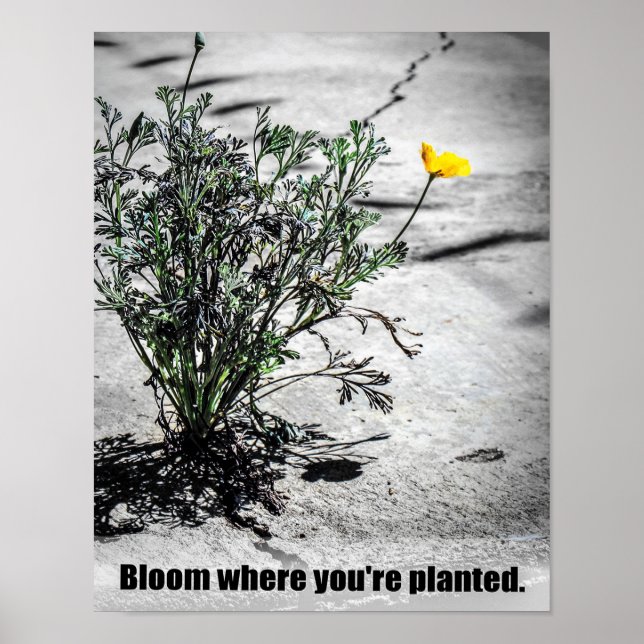 Bloom là où vous êtes planté Poster Motivationnel (Devant)