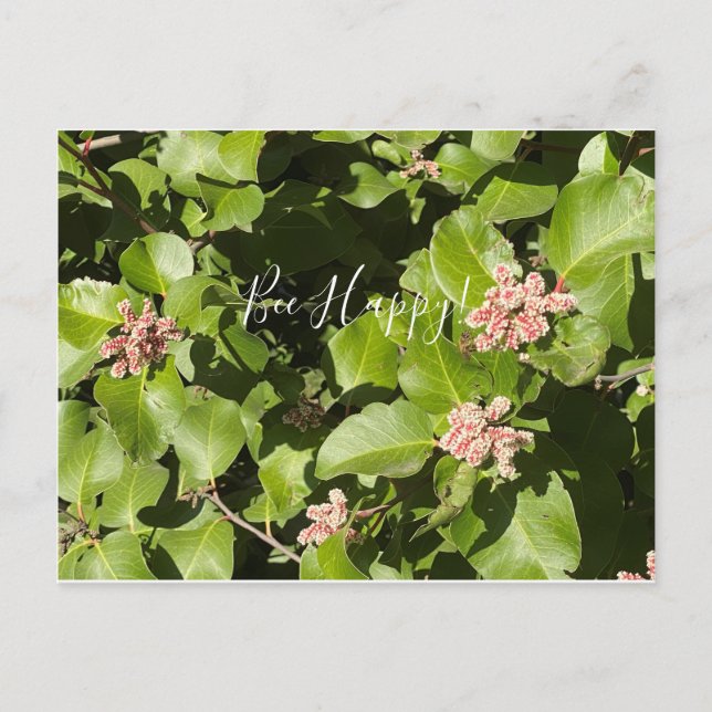 BloomingCalifornia : Heureux ! Carte postale (Devant)