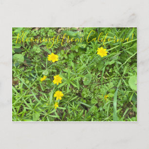 Bloomings de Californie : Carte postale Buttercup