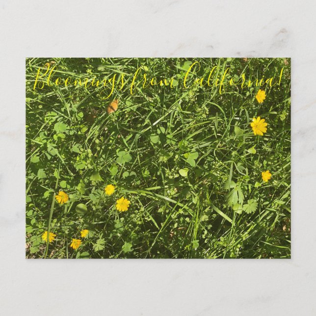 Bloomings de Californie : Carte postale Buttercup (Devant)