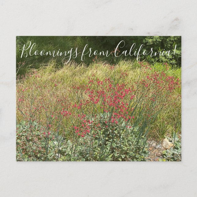 Bloomings de Californie : Carte postale de sarrasi (Devant)