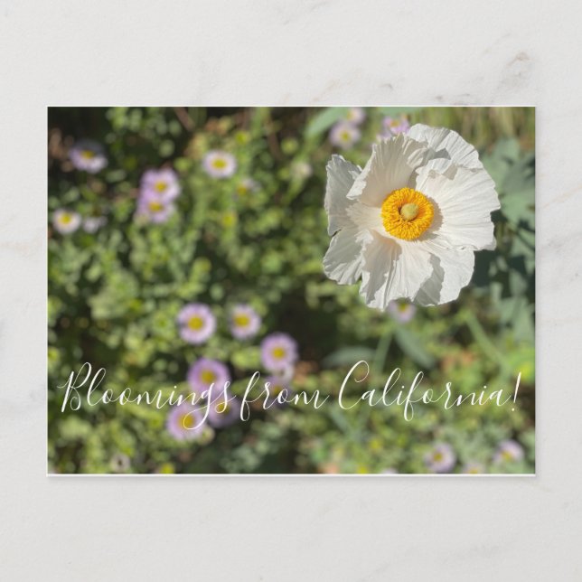 Bloomings de Californie : Carte postale du Poppy M (Devant)