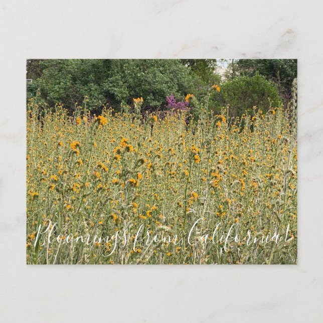 Bloomings de Californie : Carte postale Fiddleneck (Devant)