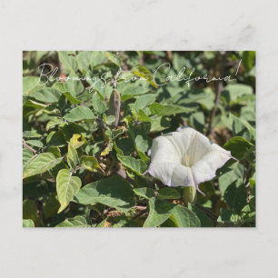 Bloomings de Californie : Carte Postale Sacred Dat