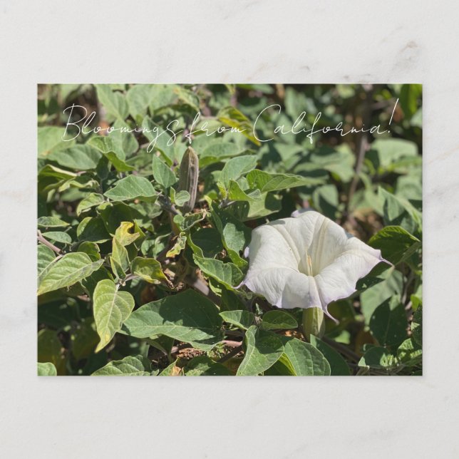 Bloomings de Californie : Carte Postale Sacred Dat (Devant)