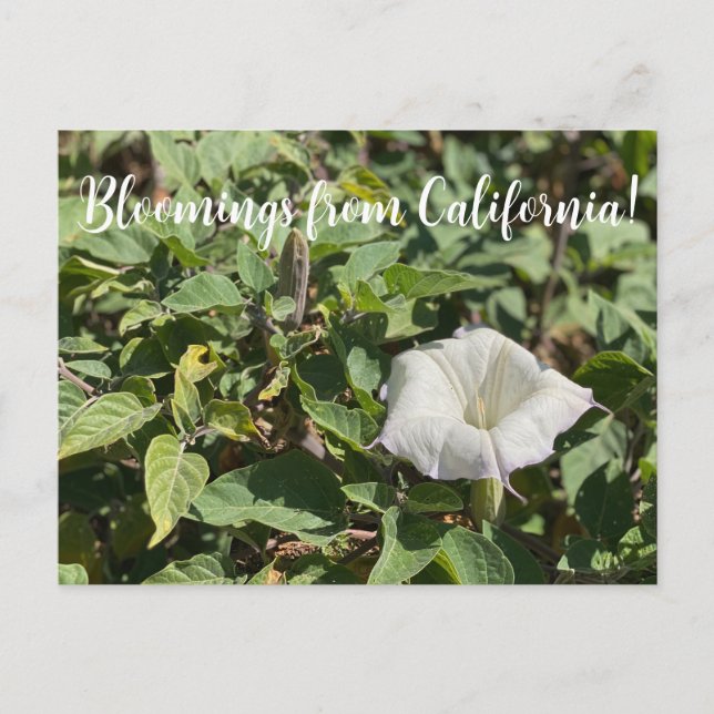Bloomings de Californie : Carte Postale Sacred Dat (Devant)