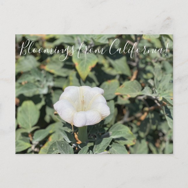 Bloomings de Californie : Carte Postale Sacred Dat (Devant)