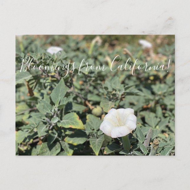 Bloomings de Californie : Carte Postale Sacred Dat (Devant)