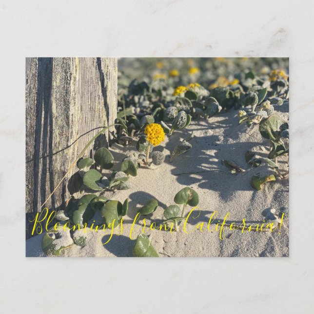 Bloomings de Californie : Carte postale Sand Verbe (Devant)