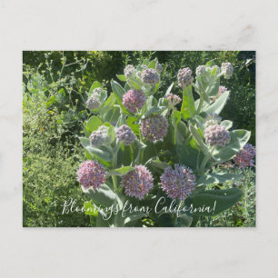 Bloomings de Californie : Carte postale Showweed M