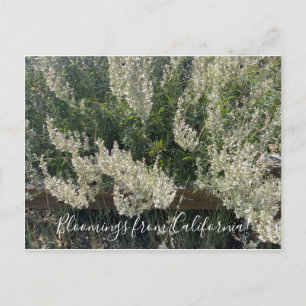 Bloomings de Californie : Carte postale White Sage