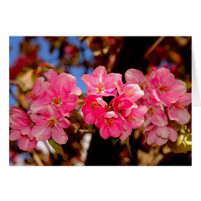 Blooms (Devant horizontal)