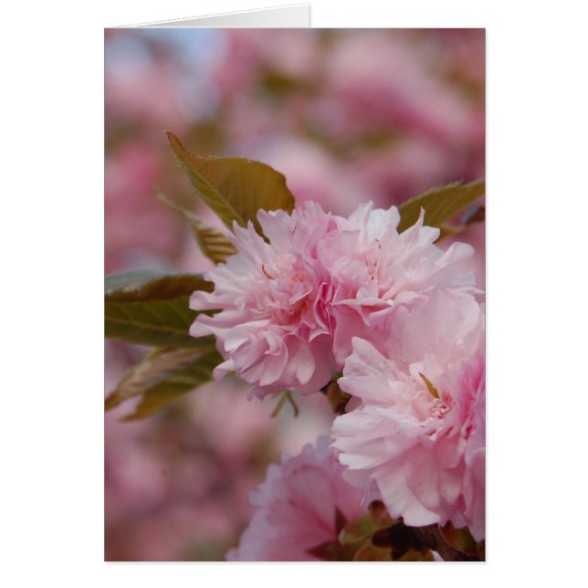 Blossom des cerisiers du printemps (Devant)