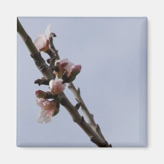 Blossom Magnet (Devant)